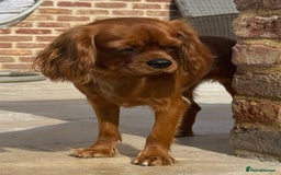 Cavapoo dogs for sale: F1 Cavapoo males 🖤🩵 - Image 12