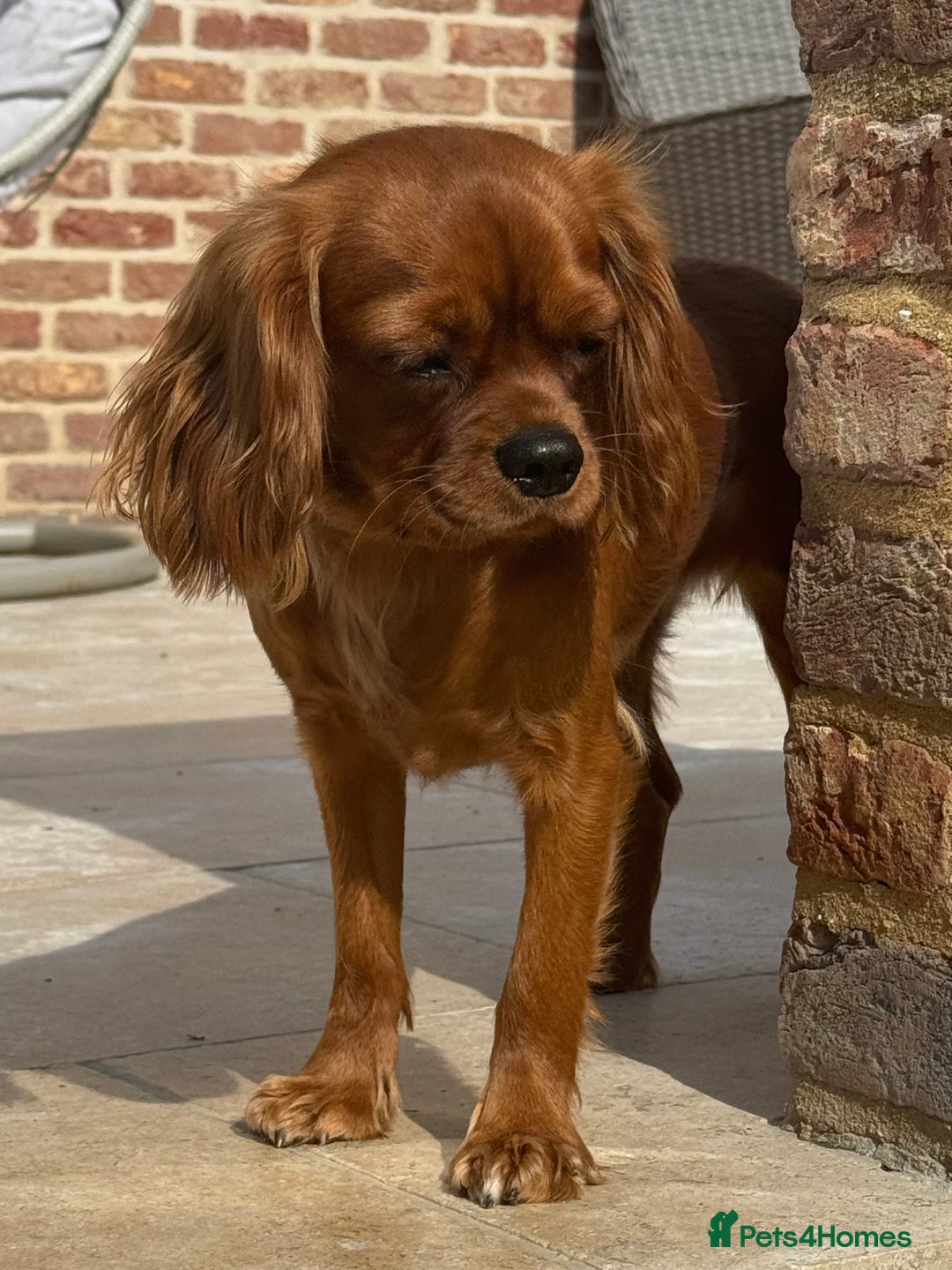 Cavapoo dogs for sale: F1 Cavapoo males 🖤🩵 - Image 12