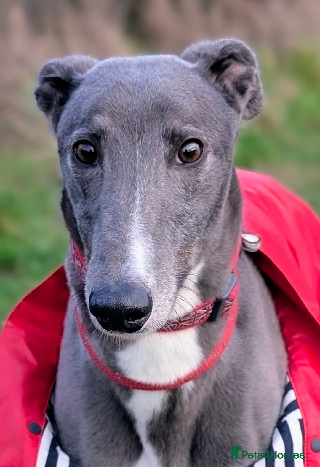 Greyhound dogs for adoption: Stunning boy Marshall wants a loving forever home - Advert 1