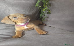 Miniature Dachshund dogs for sale: LAST PUPPY REMAINING Dapple Miniature Dachshunds  - Image 10
