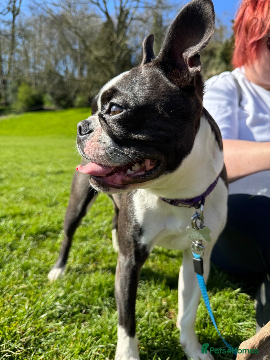 Boston Terrier dogs for sale: Beautiful Boston Terrier Puppies for Loving Homes - Image 31