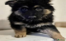 German Shepherd dogs for sale: German shepherd pups  - Image 9