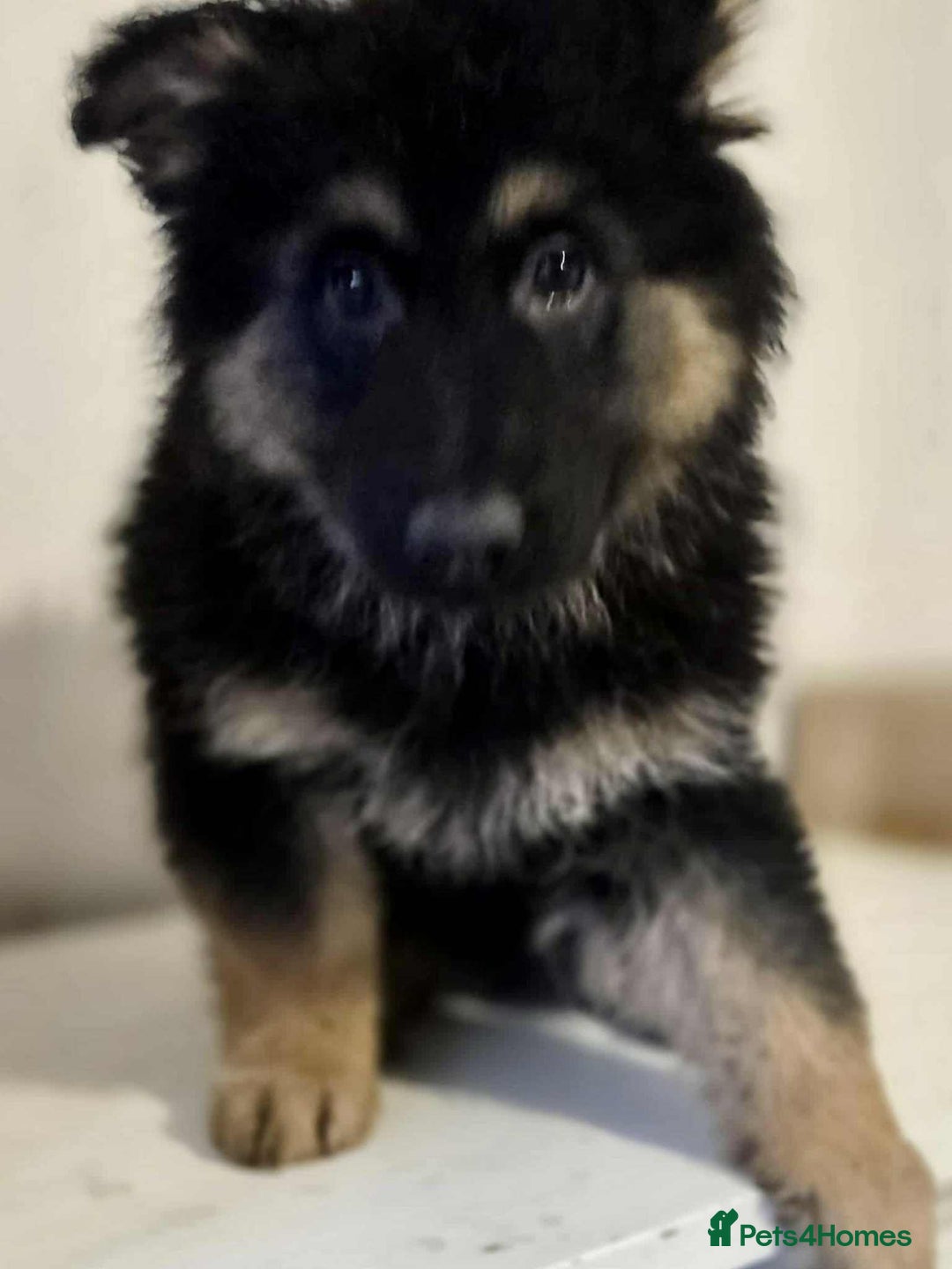German Shepherd dogs for sale: German shepherd pups  - Image 9