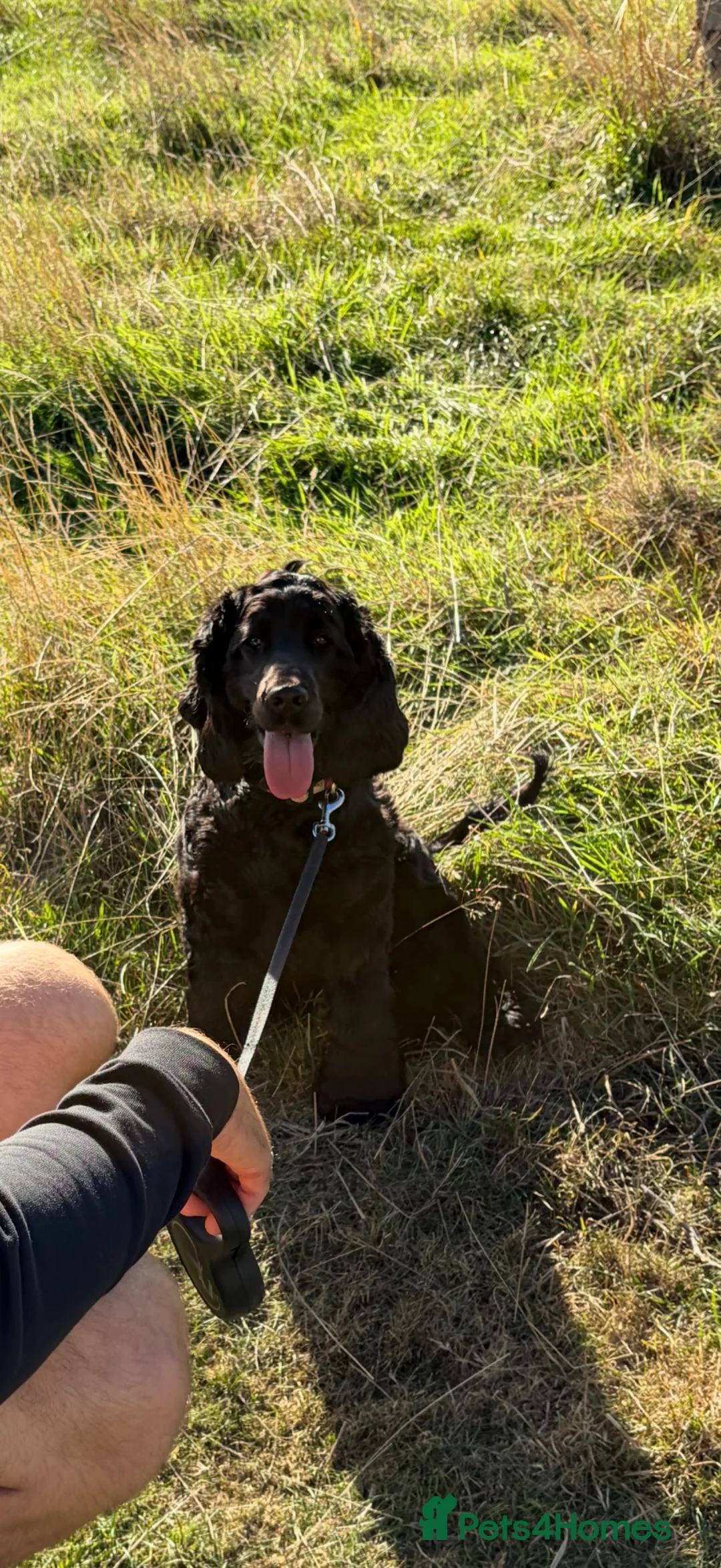 Cocker Spaniel dogs for sale: Black show Cocker spaniel  in Lincoln - Advert 1