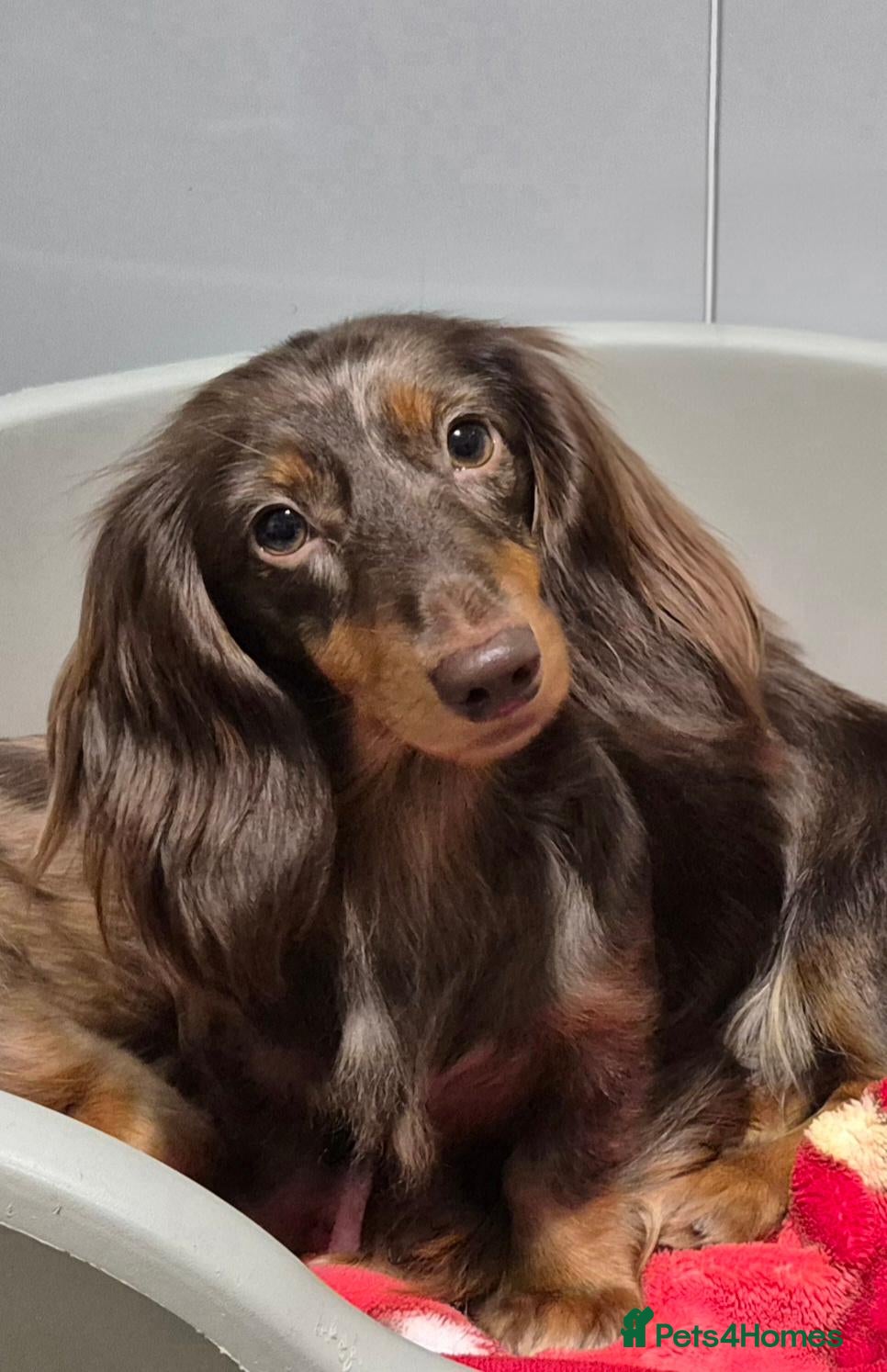 Miniature Dachshund dogs for sale: KC registered miniature dachshund girl  - Advert 22