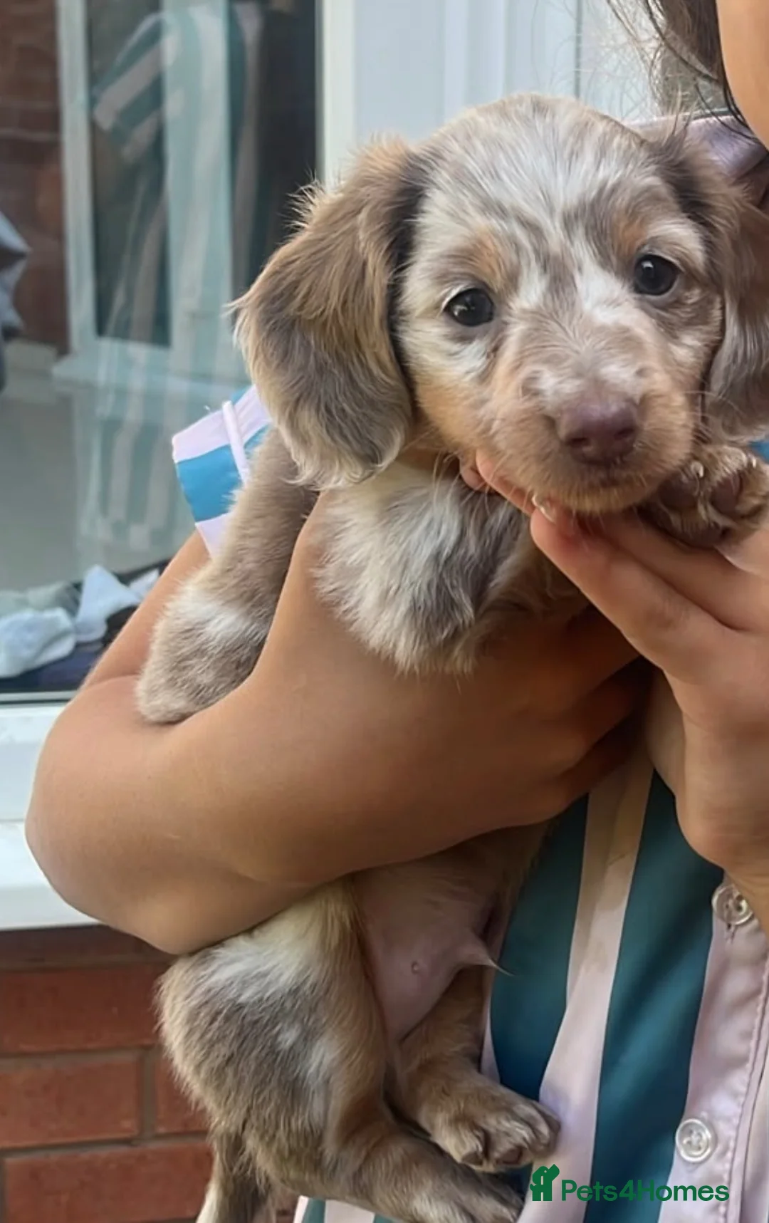 Miniature Dachshund dogs for sale: Male miniature dachshund  - Advert 4