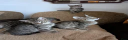 Bengal cats for sale: Playful and Friendly Bengal kittens - Advert 16