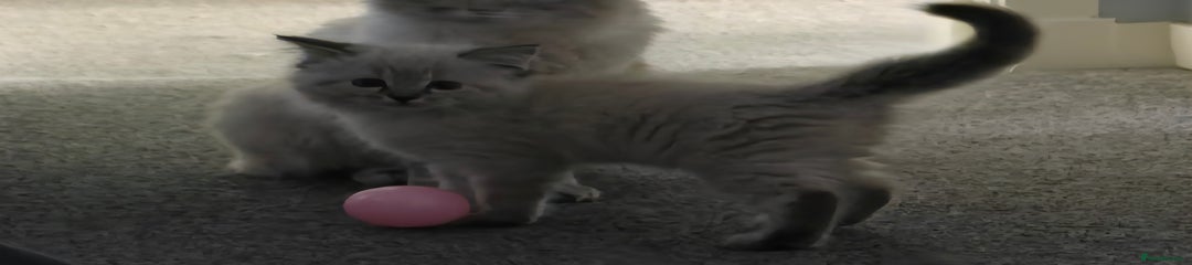 Ragdoll Kitten 4