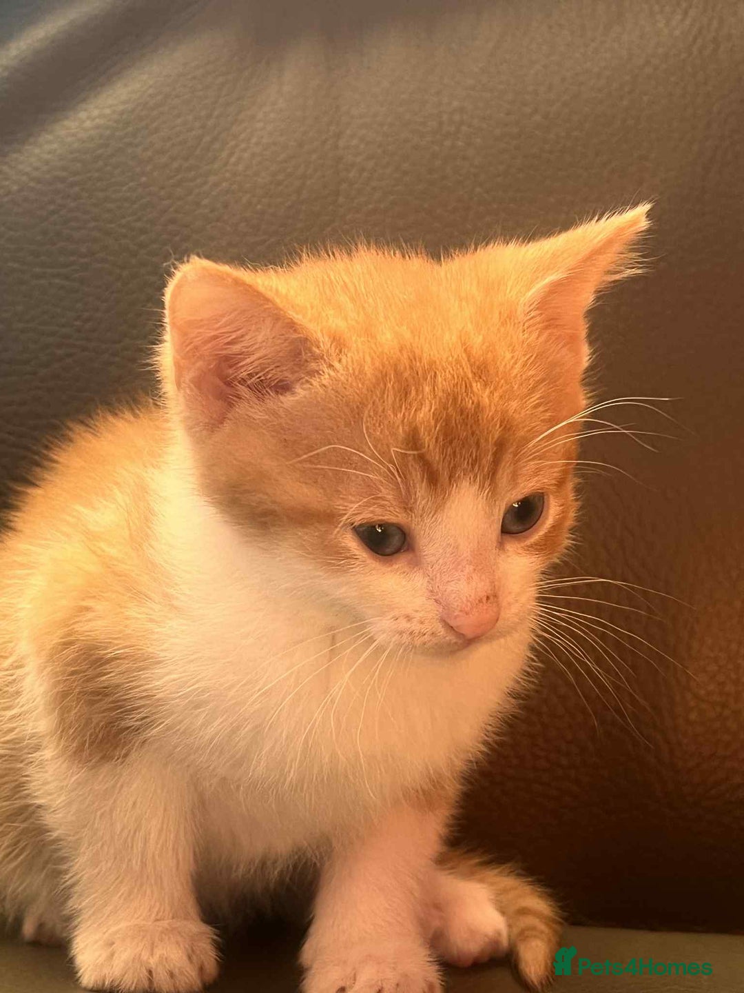 Mixed Breed cats for sale: For sale kittens  - Advert 3