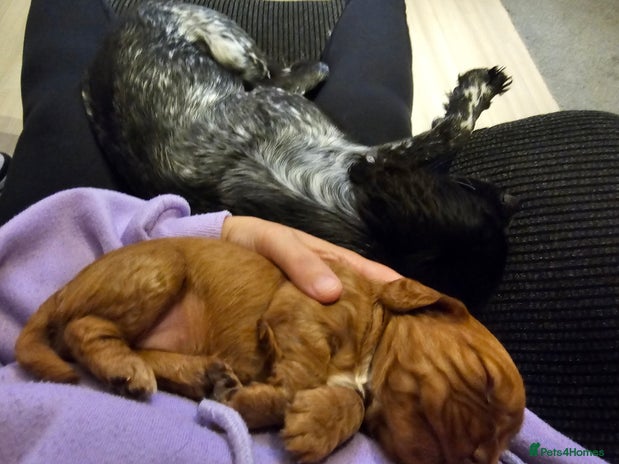 Cocker Spaniel dogs Tan female cocker spaniel - Advert 3