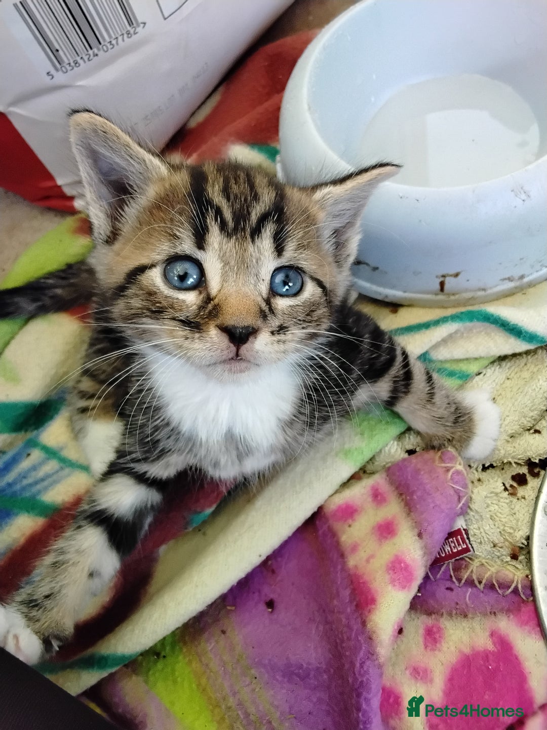 Maine Coon cats for sale: Kittens - Image 14