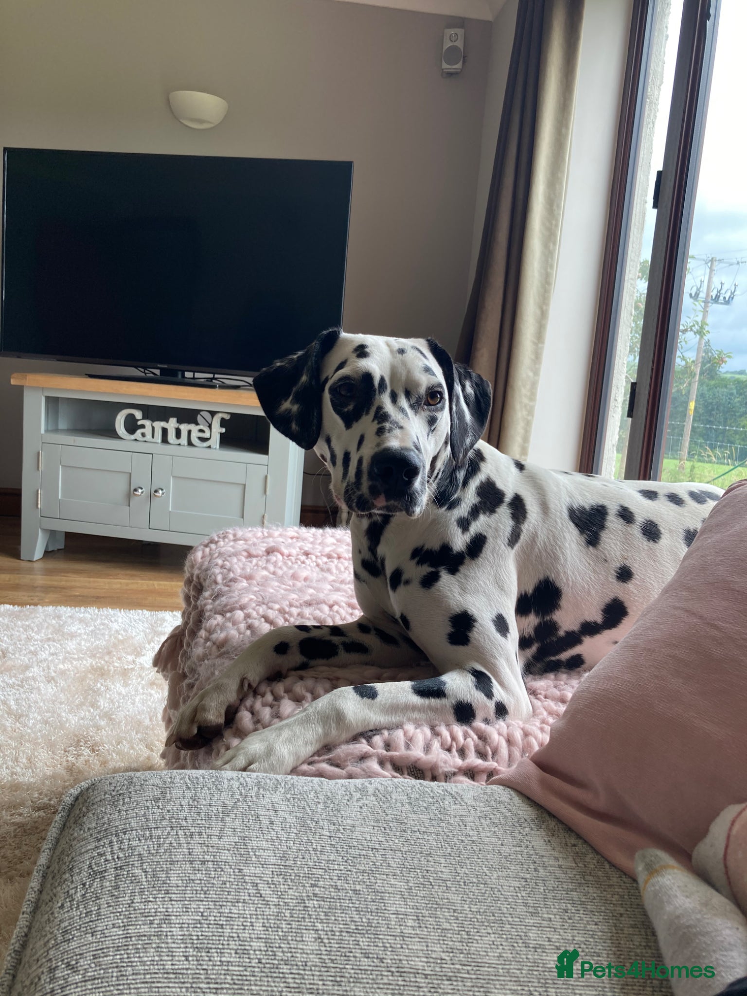 Welsh Collie dogs Adorable Welsh Collie x Dalmatian Puppies - Advert 4