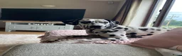 Welsh Collie dogs for sale: Adorable Welsh Collie x Dalmatian Puppies in Caernarfon - Advert 1