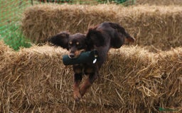 Cocker Spaniel dogs for stud: Small, health tested KC working cocker - Image 6