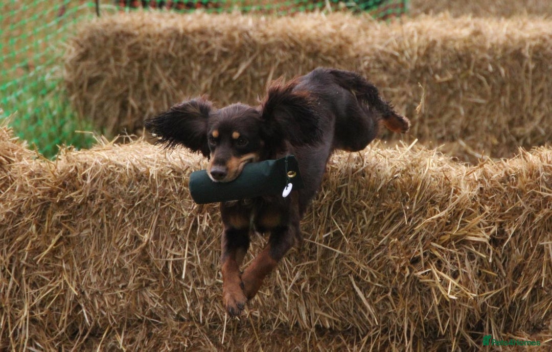 Cocker Spaniel dogs for stud: Small, health tested KC working cocker - Image 6