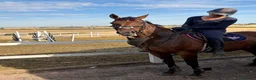 Irish Thoroughbred horses for sale: Super talented yet safe and level headed! in Newark - Advert 3