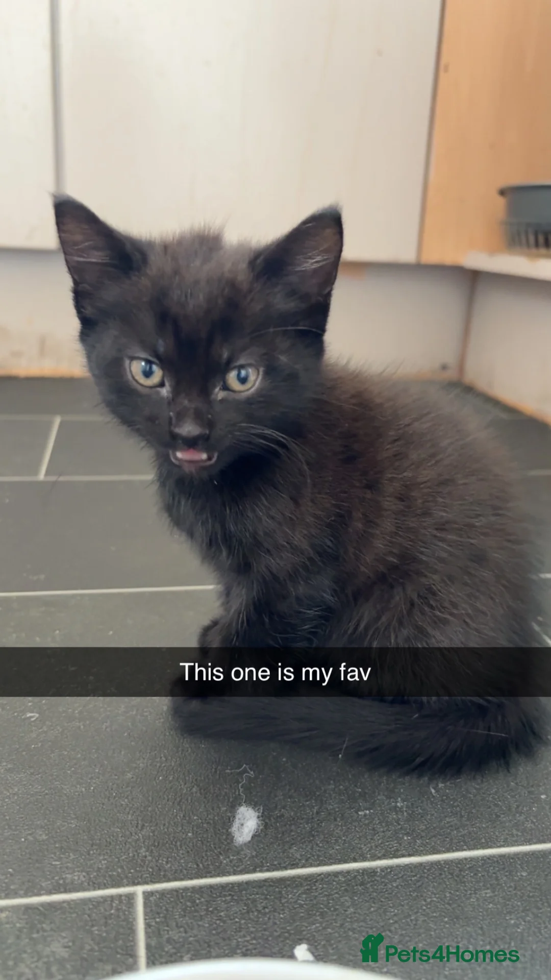 Mixed Breed cats for sale: 3 female kittens  in Coalville - Advert 2
