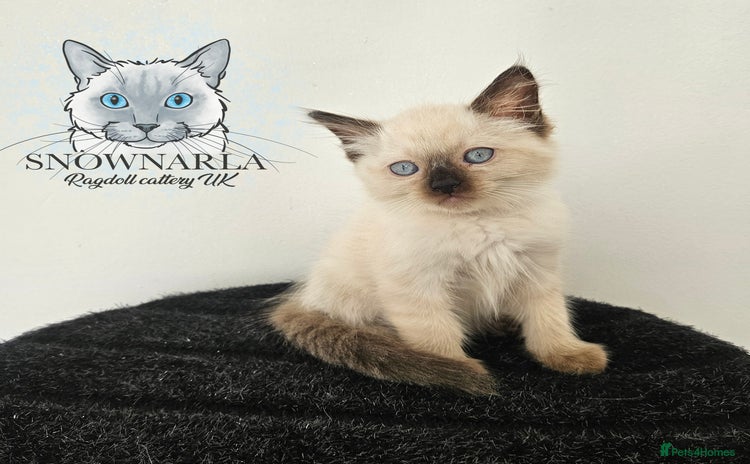 Ragdoll cats - Advert 1