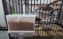 Parakeets birds for sale: Kakariki+Cage+toys+foods+bath+multivitamins+sprays - Image 8