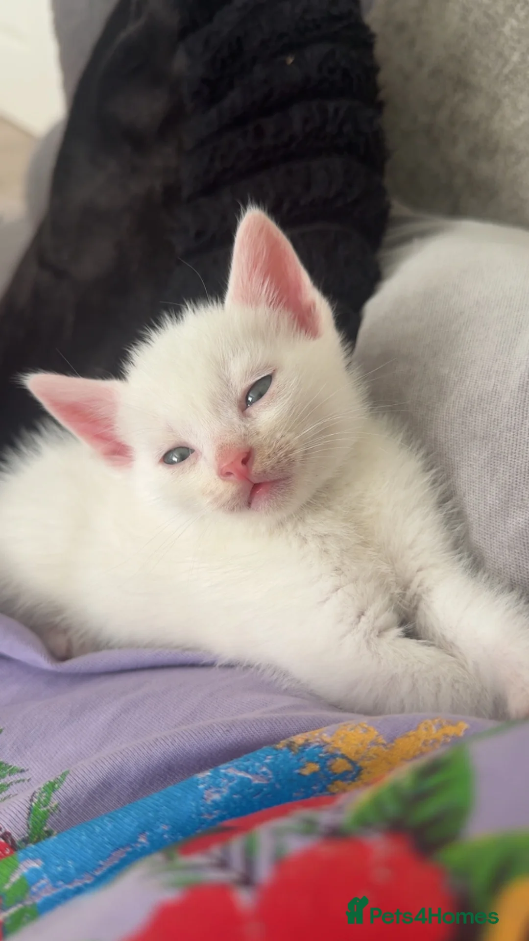 Mixed Breed cats for sale: Kittens for sale - Advert 2