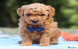 Goldendoodle dogs for sale: Goldendoodle puppies for sale  - Image 2
