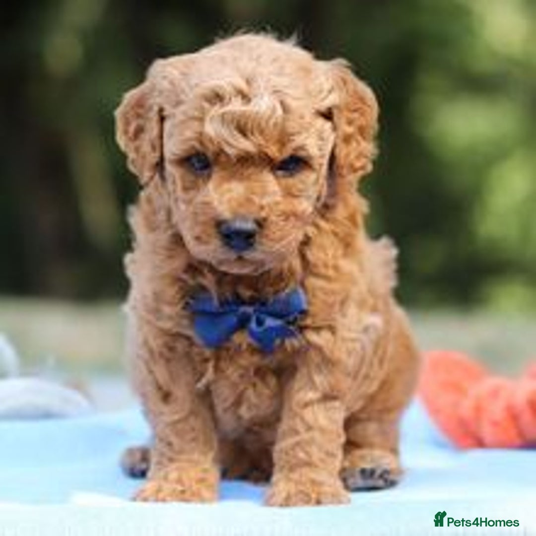 Goldendoodle dogs for sale: Goldendoodle puppies for sale  - Image 2