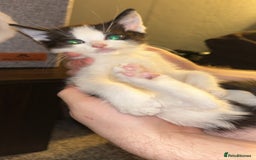 Mixed Breed cats for sale: 4 beautiful mixed breed kittens (1 male left) - Image 7