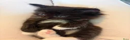 Mixed Breed cats for sale: Ragdoll cross kittens in Totnes - Advert 8