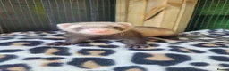 Ferret rodents for sale: 6 beautiful kits ready for new homes in Newport - Advert 15