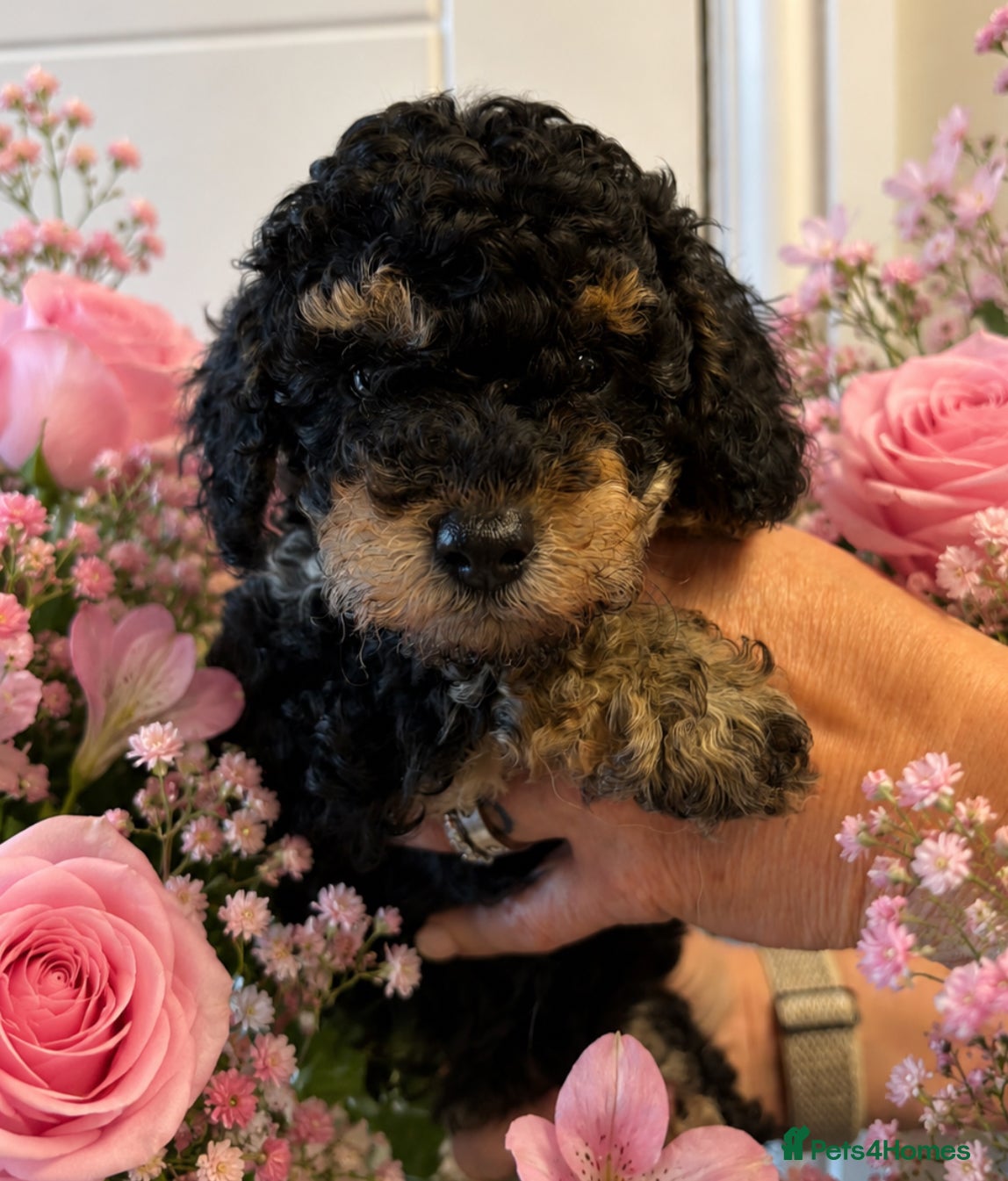 Toy Poodle dogs ❤️ Cutest phantom KC toy poodle girl ❤️ - Advert 1