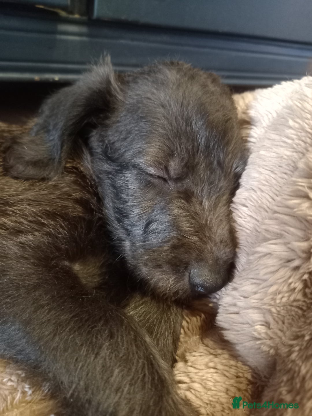 Bedlington Terrier dogs for sale: 7/8 Bedlington 1/8 whippet puppies  - Advert 24
