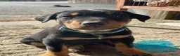 Huntaway dogs for sale: Huntaway x border collie pups  - Advert 23
