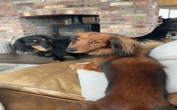 Miniature Dachshund dogs for sale: KC Reg Miniature Long-Haired Dachshund Puppies - Image 3