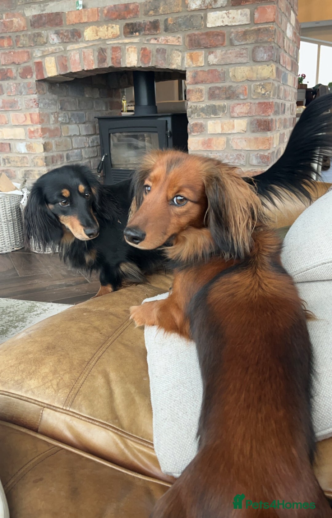 Miniature Dachshund dogs for sale: KC Reg Miniature Long-Haired Dachshund Puppies - Image 3
