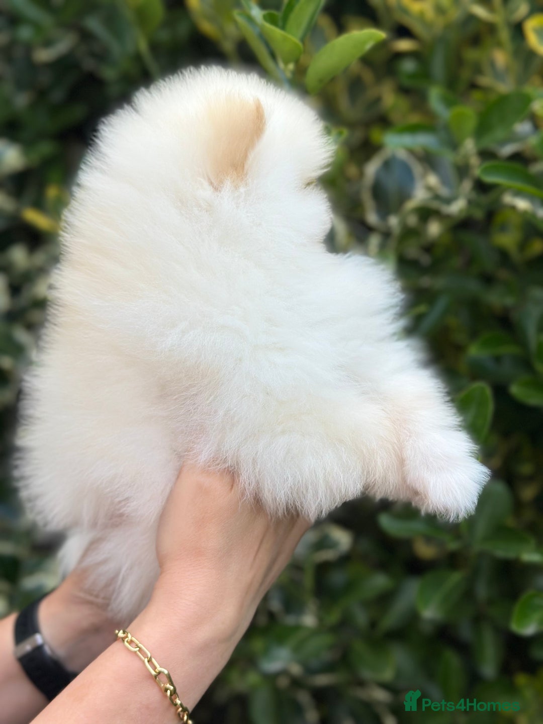 Pomeranian dogs for sale: 3 Gorgeous Pomeranian Puppies-Ready for New Homes - Image 14