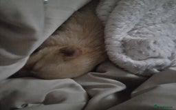 Pomchi dogs for sale: Male pomchi - Image 7