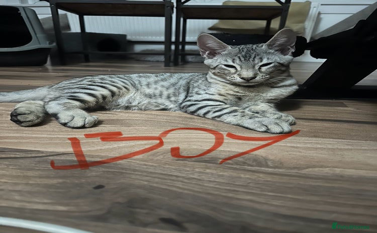 Mixed Breed cats - Advert 1