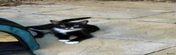 Mixed Breed cats for adoption: Sweet Kitten Pair - Your Yin & Yang - Advert 4