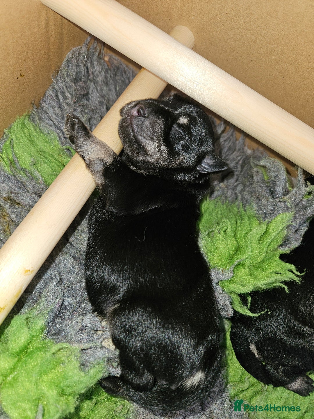 Miniature Schnauzer dogs for sale: Miniature schnauzer's due, KC, Mac, low COI - Image 16
