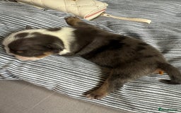 Mixed Breed dogs for sale: Old Tyme bulldogs f1  - Image 10