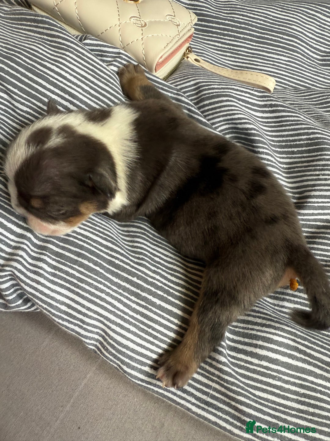 Mixed Breed dogs for sale: Old Tyme bulldogs f1  - Image 10