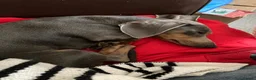 Dachshund dogs for sale: 2 year old Miniature Dachsund needs rehoming  in Lichfield - Advert 2