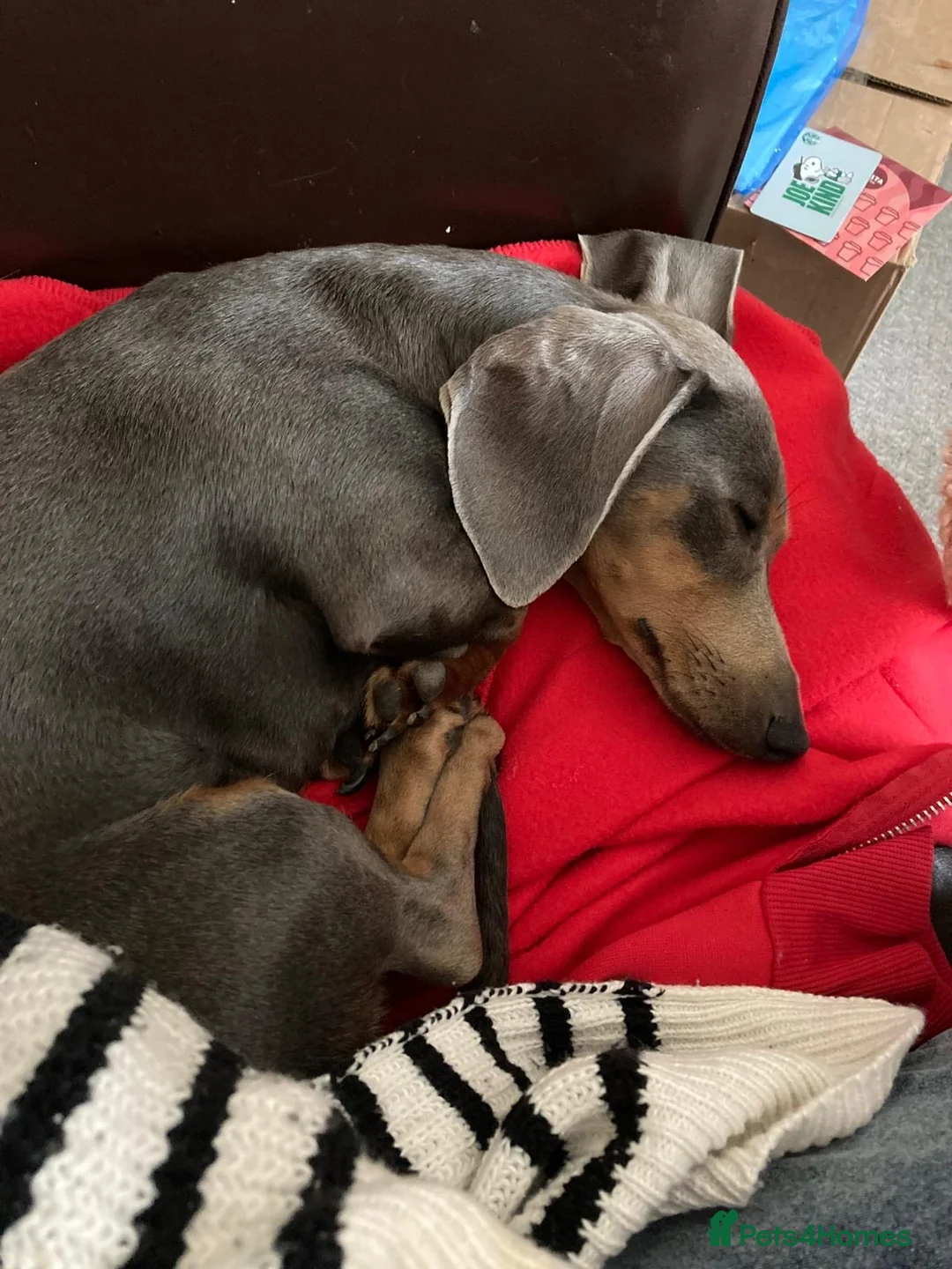 Dachshund dogs for sale: 2 year old Miniature Dachsund needs rehoming  in Lichfield - Advert 2