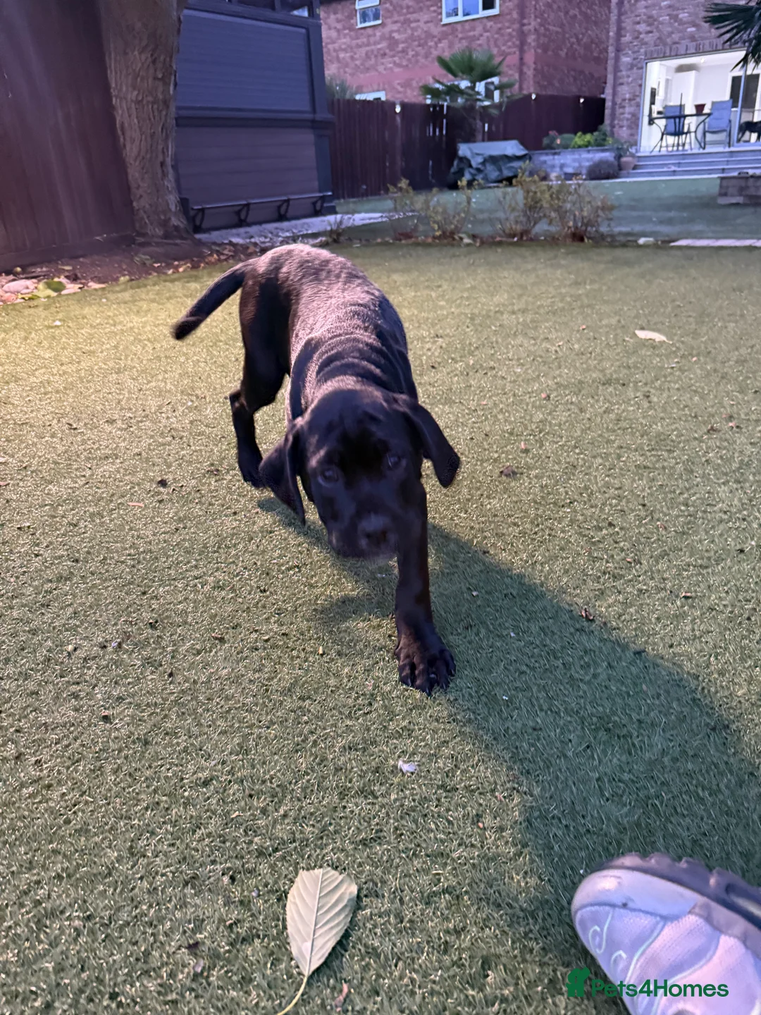 Cane Corso dogs for sale: Cane corso puppies - Advert 2