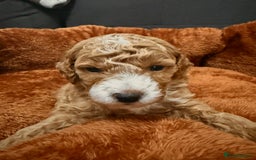 Miniature Poodle dogs for sale: Beautiful Miniature Poodles For Sale  - Image 2