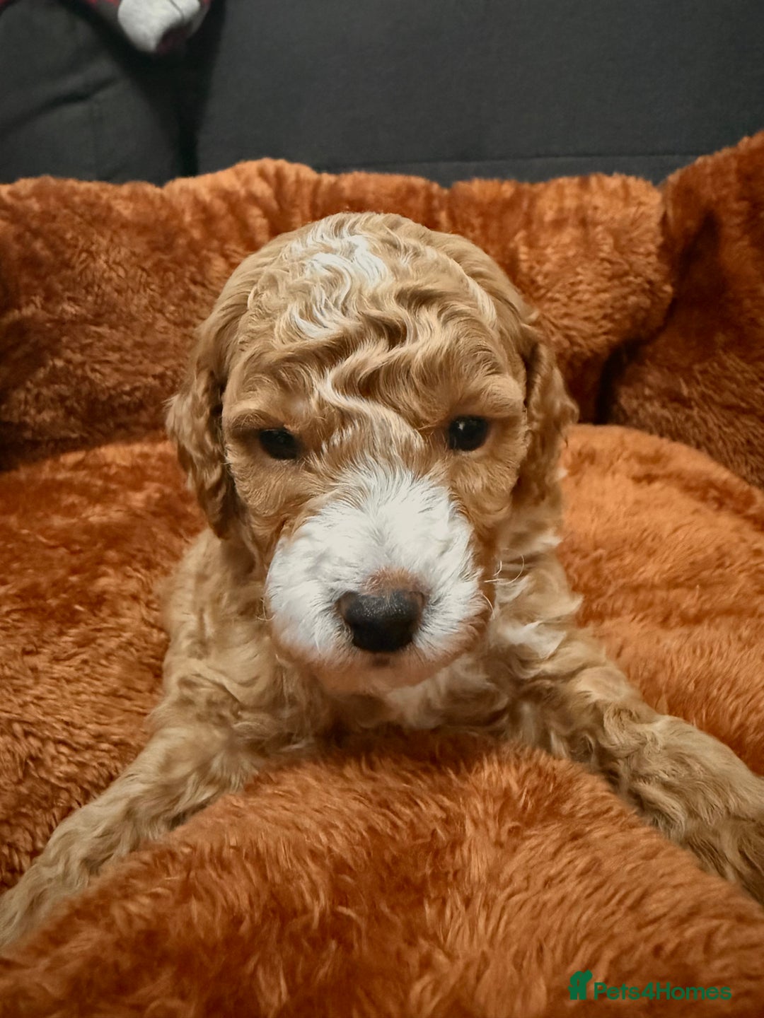 Miniature Poodle dogs for sale: Beautiful Miniature Poodles For Sale  - Image 2
