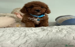Cavapoo dogs for sale: 7 perfect f1b cavapoo’s. Fully dna & health clear. - Image 4
