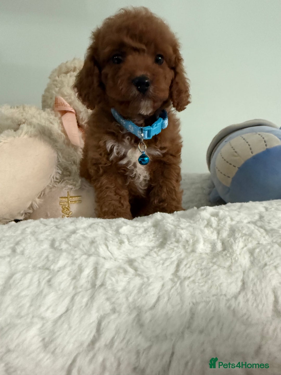 Cavapoo dogs for sale: 7 perfect f1b cavapoo’s. Fully dna & health clear. - Image 4