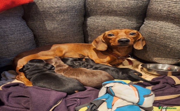 Dachshund dogs Three beautiful tweenie Dachshund puppies for sale - Advert 3