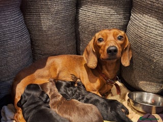 Dachshund dogs Three beautiful tweenie Dachshund puppies for sale - Advert 8